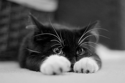 cat